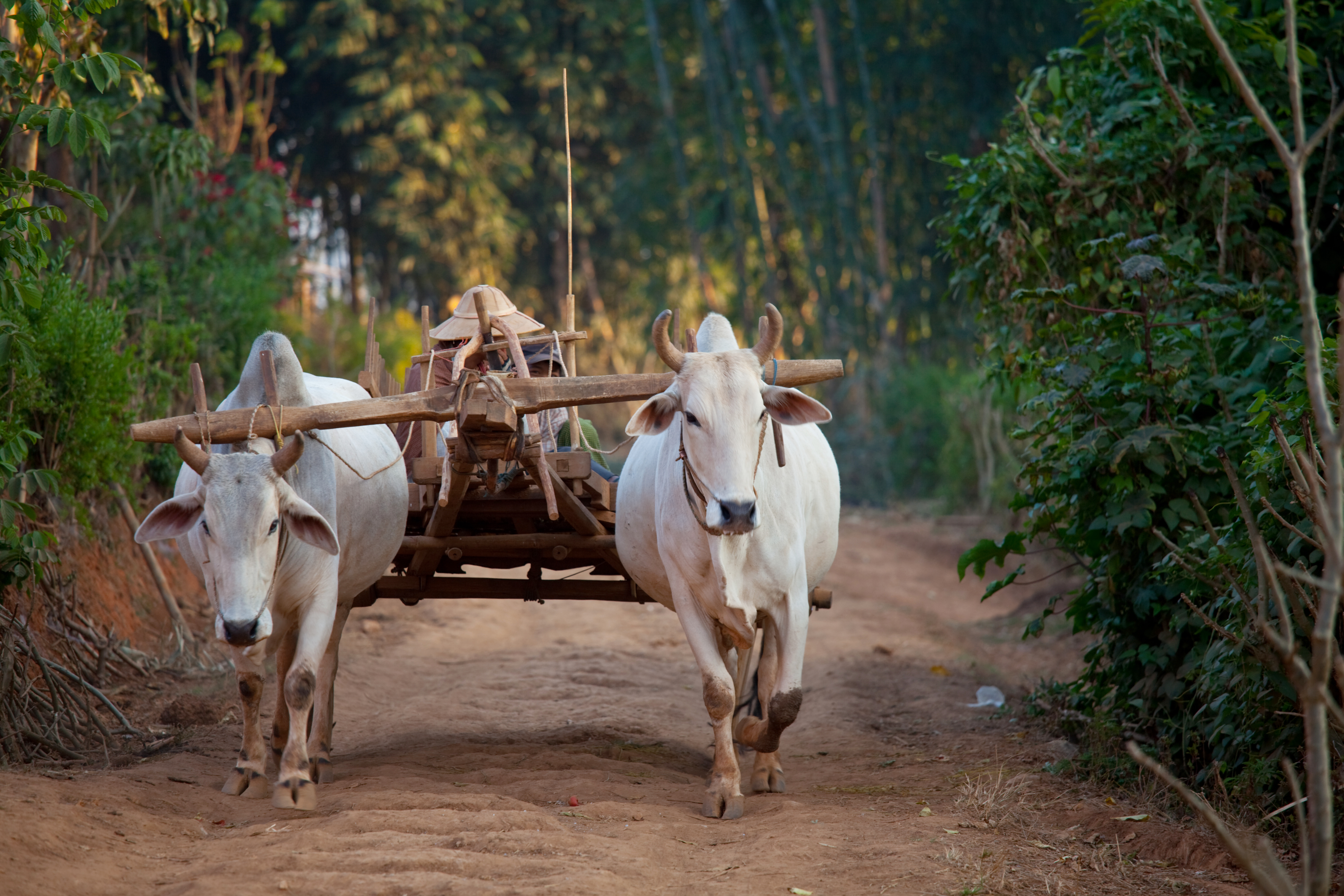 oxen with a yoke