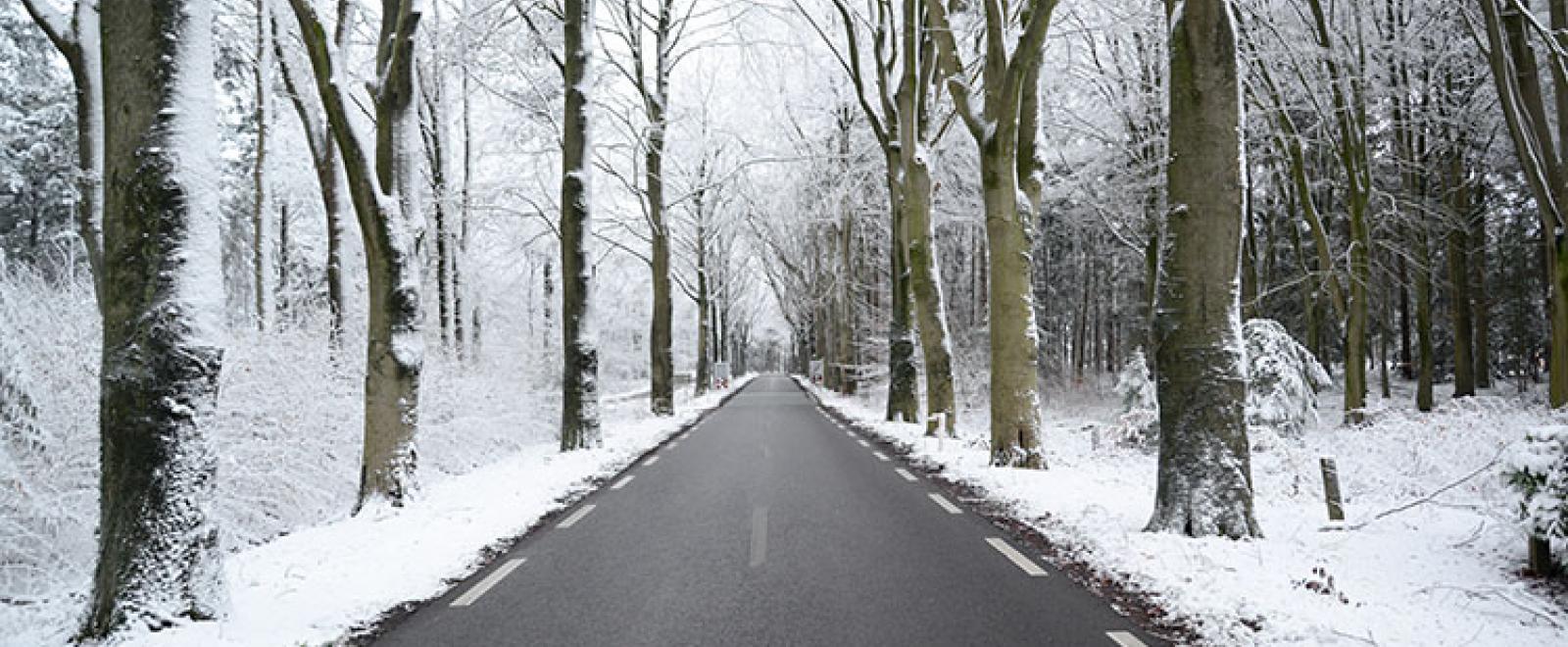 SnowForestRoad