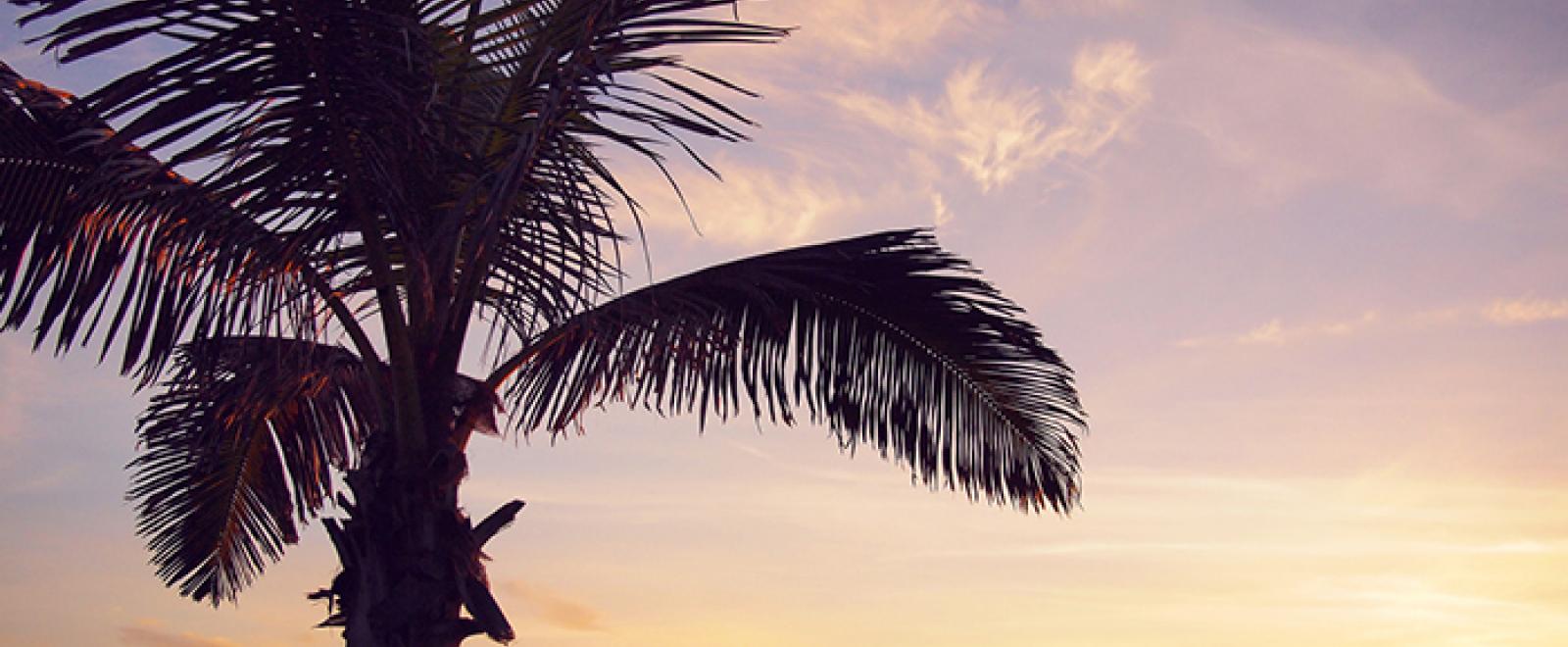 Single Palms In Mem