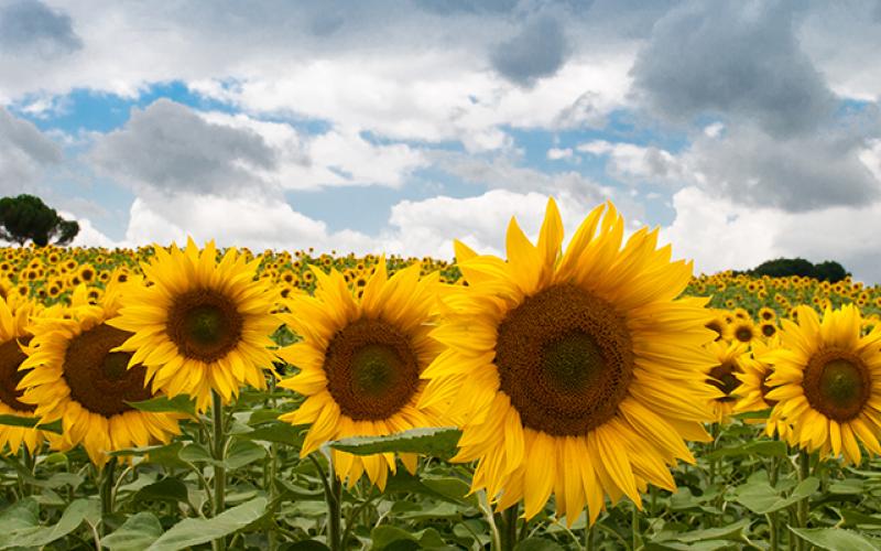 In Memoriam Sunflowers