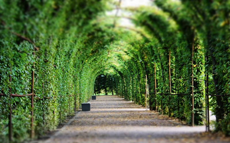 Ivy Arch