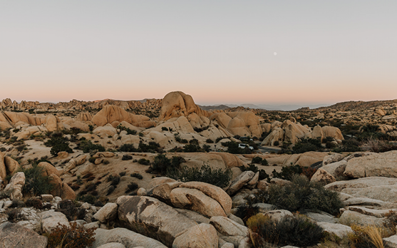 Joshua Tree