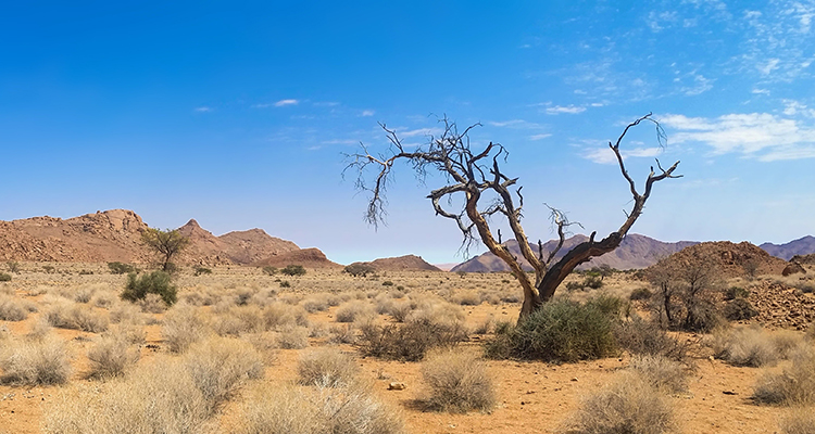 Desert-BGS