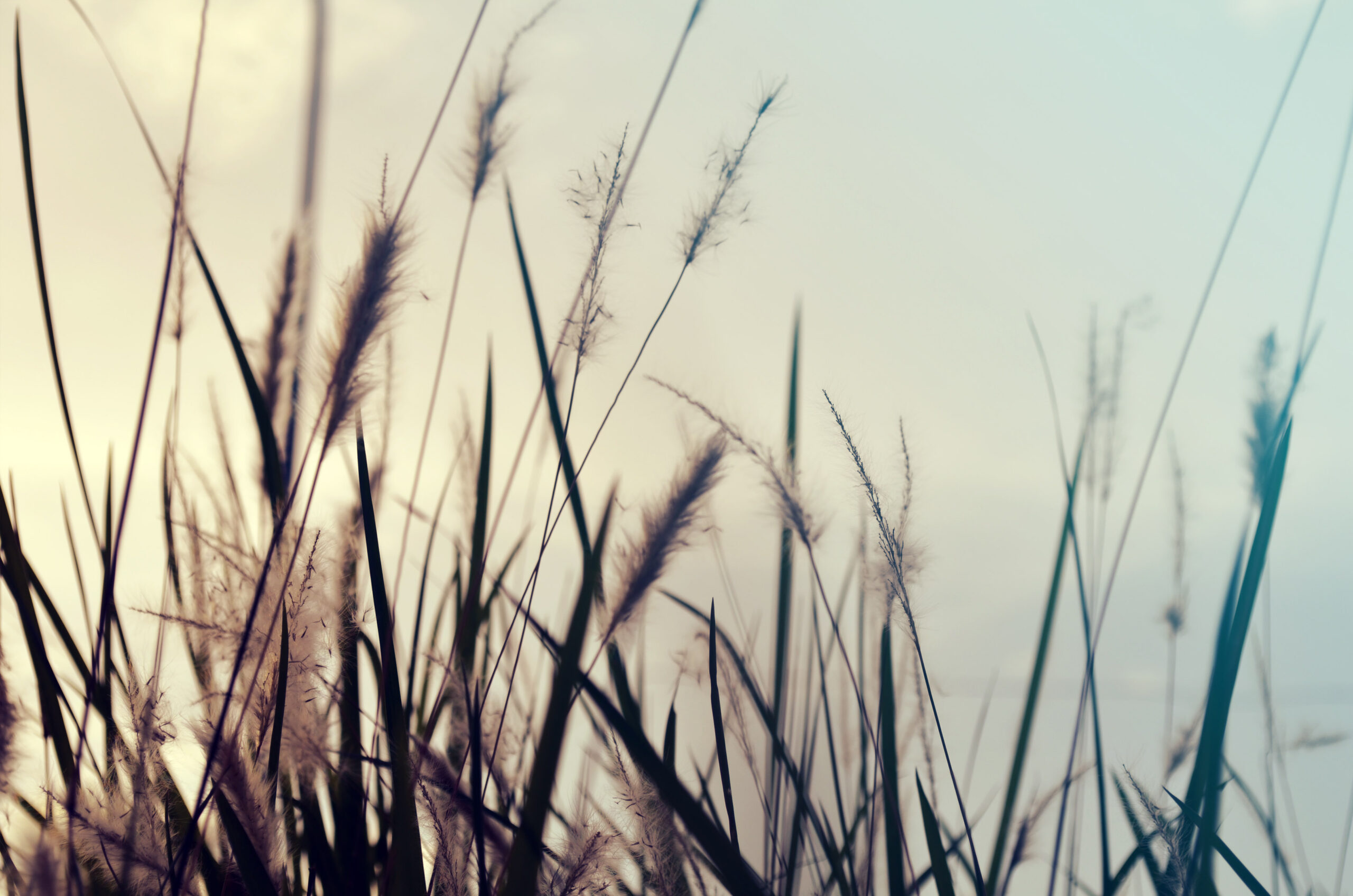 FuzzyReeds