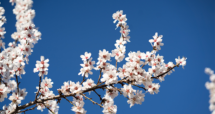 In-Memoriam-Blossom