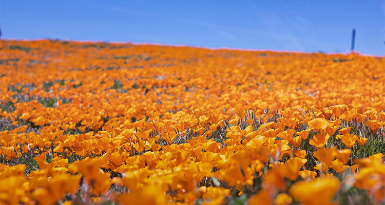 Poppy-In-Memoriam
