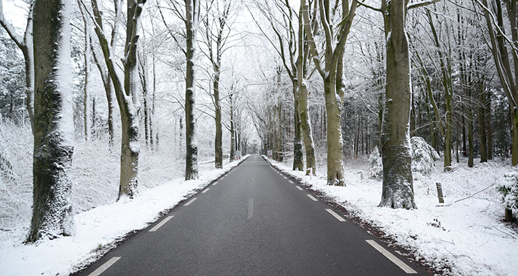 SnowForestRoad