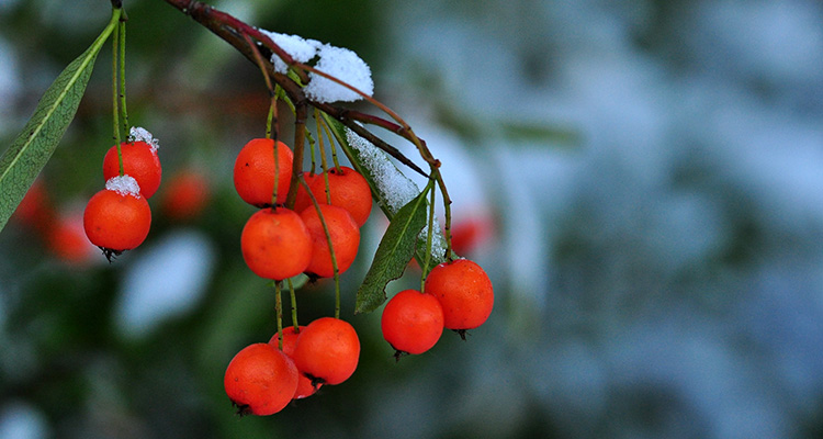 WinterBerries