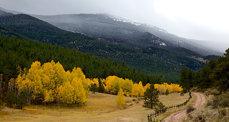 YellowTreesMountainside