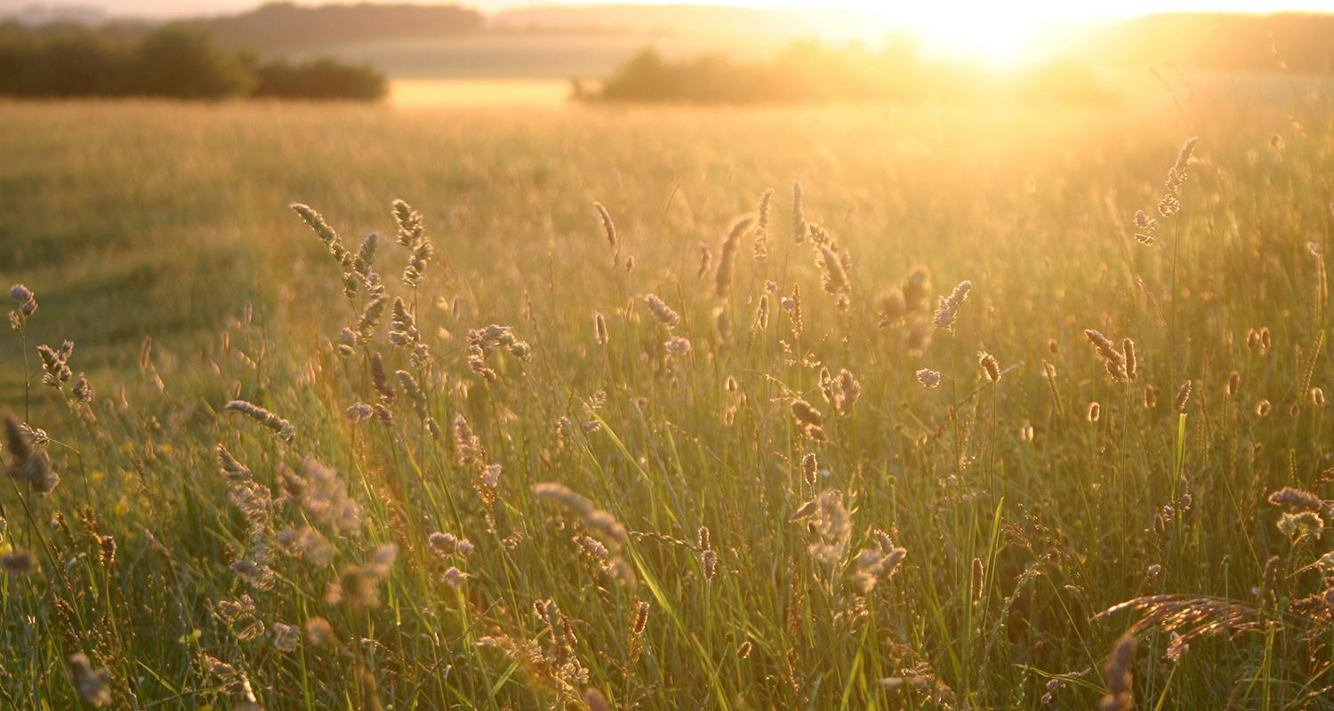 Field