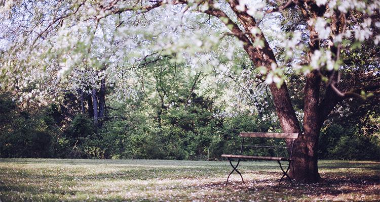 BloomingTree