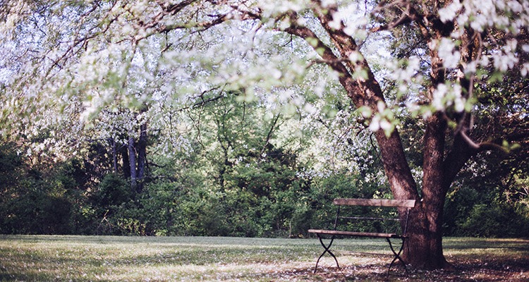 BloomingTree
